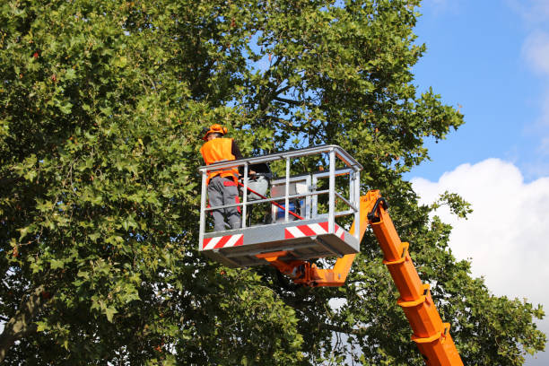 Why Choose Our Tree Removal Services in Sheffield, IA?