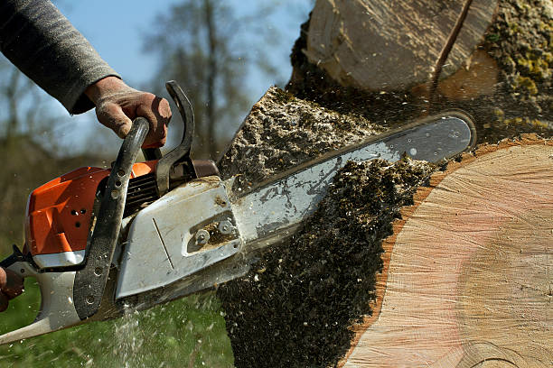 Sheffield, IA  Tree Services Company